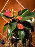 花翁红掌盆栽鸿运当头绿植室内桌面植物耐阴年宵花卉净化空气源头直发 实拍图