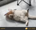 猫八万伊丽莎白圈绝育护理项圈猫咪狗狗美容脖圈防舔咬头套脖圈 灰M 实拍图