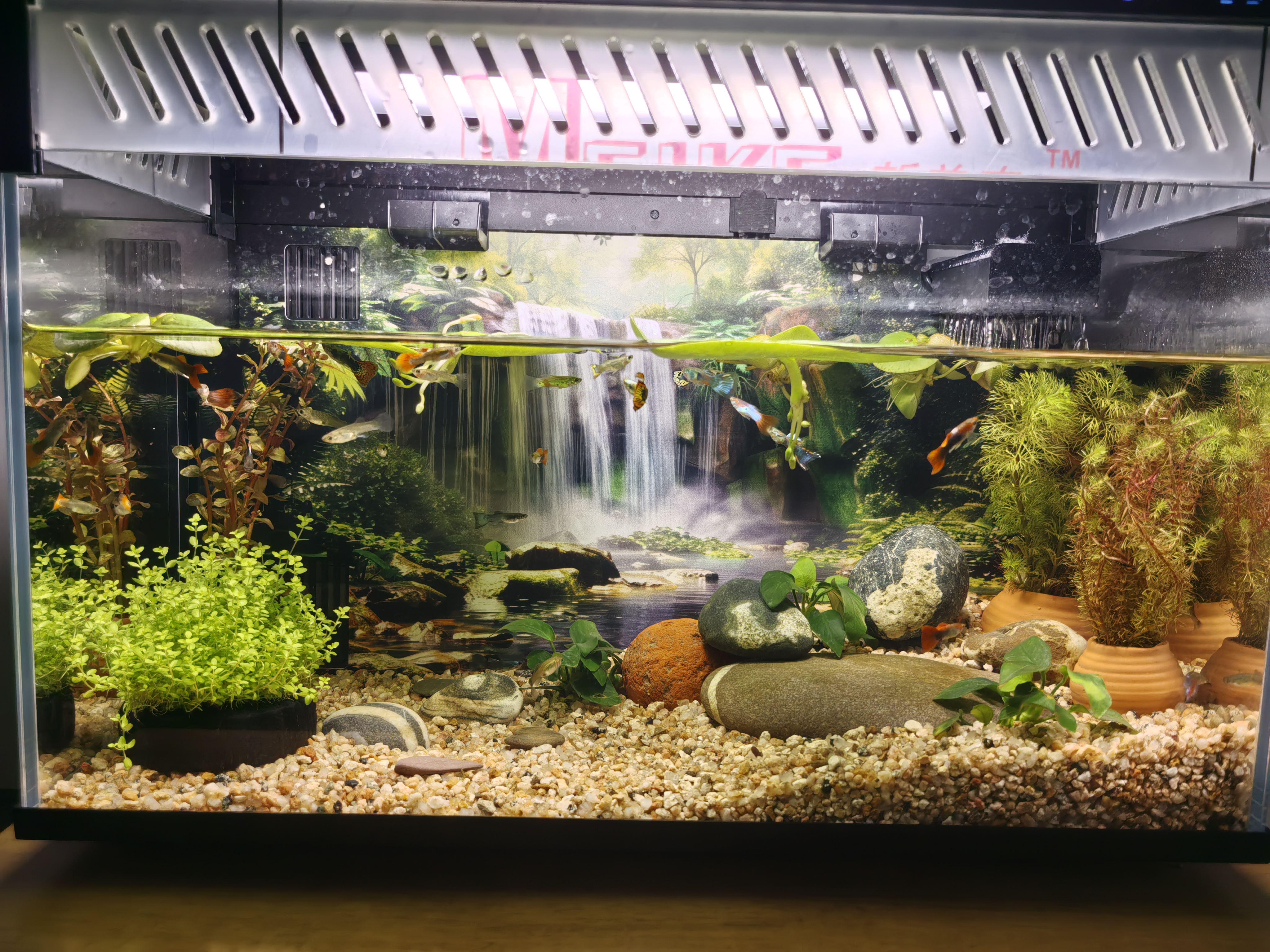 疯狂水草浮萍水草鱼缸造景鱼缸水草植物直接入缸圆心萍一叶莲源头直发包邮 实拍图