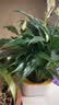 花翁水培盆栽花卉绿植一帆风顺 A级大盆白掌（菠萝吸水盆）源头直发 实拍图