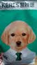 凯锐思幼犬粮 通用中大型小型犬4-12个月泰迪比熊柯基狗粮2kg 实拍图