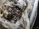 大庄园进口原切牛腱子净重2斤 草饲生鲜牛肉酱卤炖煮食材【真原切】 实拍图