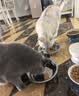多特思猫罐头猫湿粮主食罐浓汤补水罐猫咪零食下午茶金瓜奶露60g*6罐 实拍图