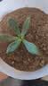 多肉植物精选随机一款多肉好养易活桌面绿植1 一颗随机品种多肉植物 实拍图