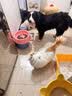 雷米高（RAMICAL）澳丽得 成犬幼犬全价犬粮泰迪金毛拉布拉多牛肉味狗粮20kg 40斤 实拍图