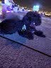 疯狂小狗 宠物狗狗零食火腿肠幼成犬通用奖励香肠  肉多多牛肉味 900g 实拍图