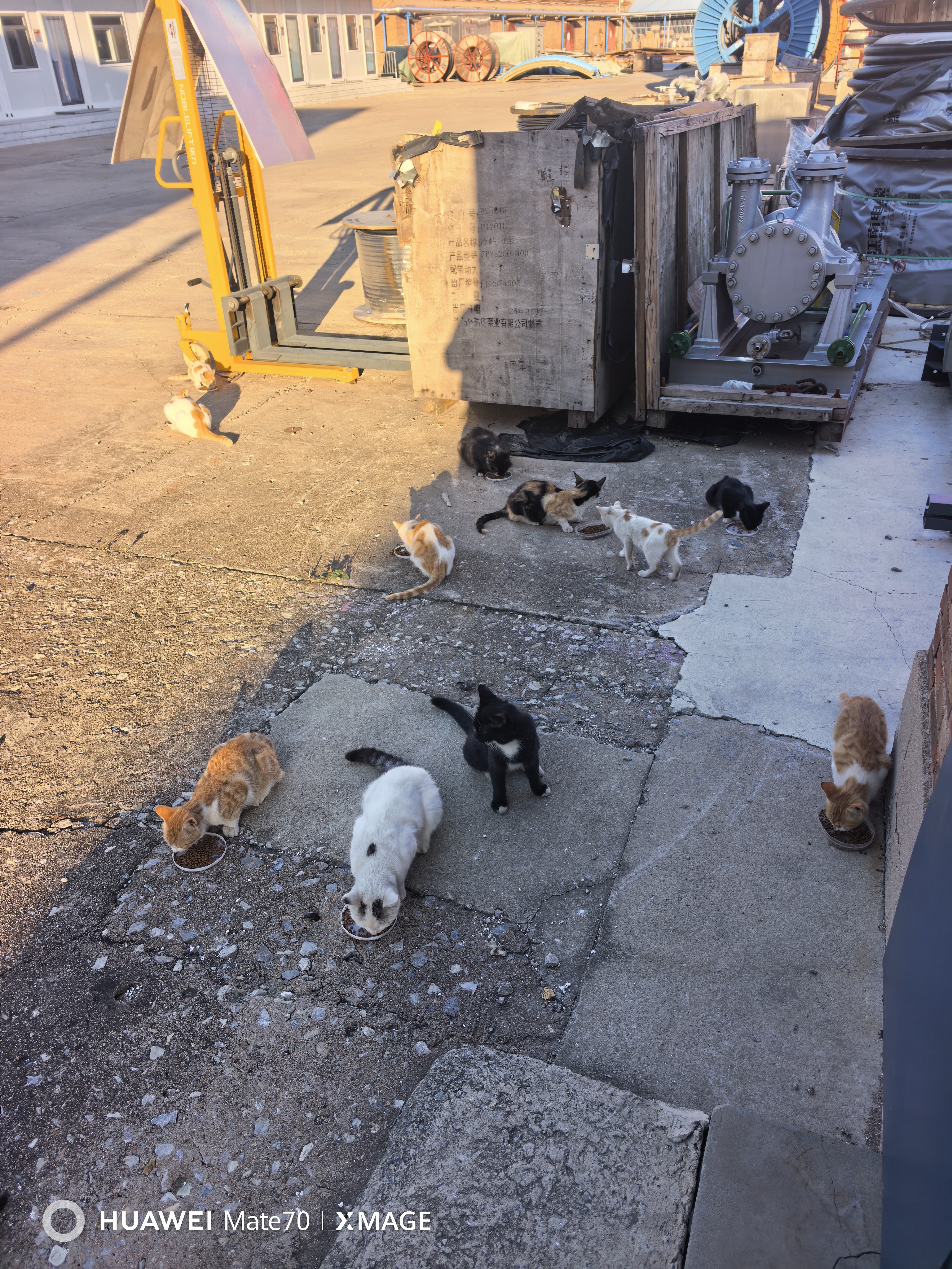 亿迪猫粮全价成猫幼猫国产蓝猫布偶流浪猫全阶段20斤羊奶低敏营养丰富 实拍图