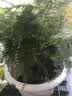 文竹盆栽绿植花卉盆景植物室内客厅水培文松云竹文竹大苗四季常青 小文竹【3棵性价比高】原土球发货 高度15-25cm 实拍图