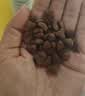 好主人金装好主人猫粮2.0 成猫幼猫蓝猫英短通用全价无谷冻干 【量贩优惠】金装成猫粮9斤 实拍图