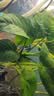异景园鱼缸水族箱造景水榕沉木活体水草淡水无土植物后景真水草净水增氧 小巴榕【买就发3】巨划算特惠 实拍图