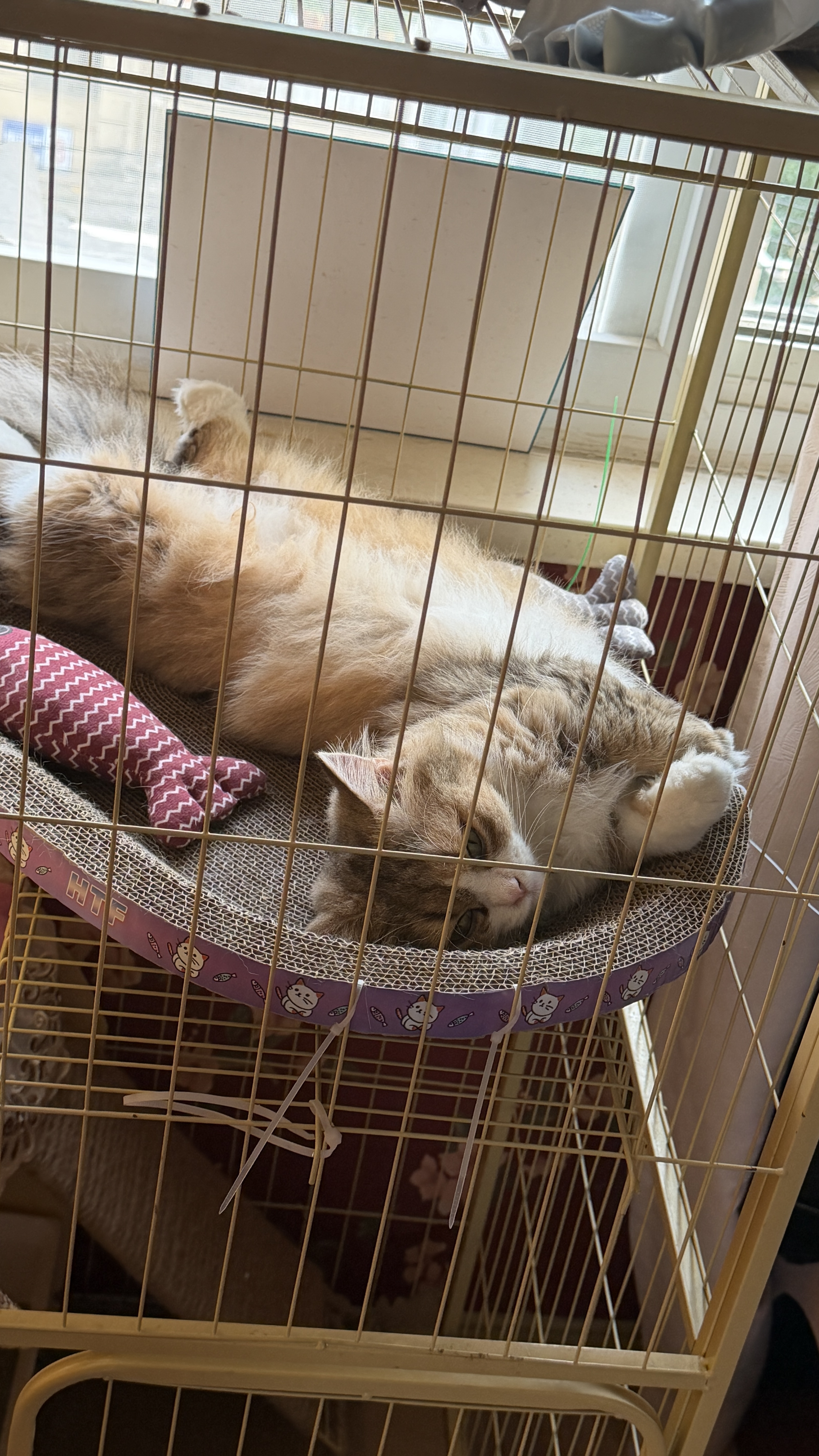 【京东物流】猫抓板磨爪猫窝一体耐磨不掉屑超大号猫玩具猫咪用品 椭圆大号+猫薄荷 实拍图