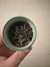一杯香茶叶茉莉花茶特级横县10g新茶茉莉绿茶自己喝散装试饮装试喝装 实拍图