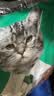 凯锐思成猫专用猫粮国产猫粮高蛋白成年牛肉味4斤 实拍图