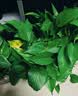 京东绿植绿萝盆栽除甲醛花卉绿植办公室新房净化空气180加仑4盆装源头直发 实拍图