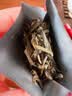 吴裕泰茉莉花茶金奖贡毫200g礼盒装九窨特级浓香型新茶叶北京高端礼物 实拍图