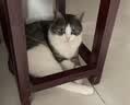 伯纳天纯猫粮经典成猫猫粮 12月龄以上经典系列1.5kg/3斤 实拍图