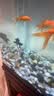 松宝（sobo）鱼缸增氧泵养鱼氧气泵小型家用充氧泵水族箱打氧机增氧泵 双孔3W 实拍图