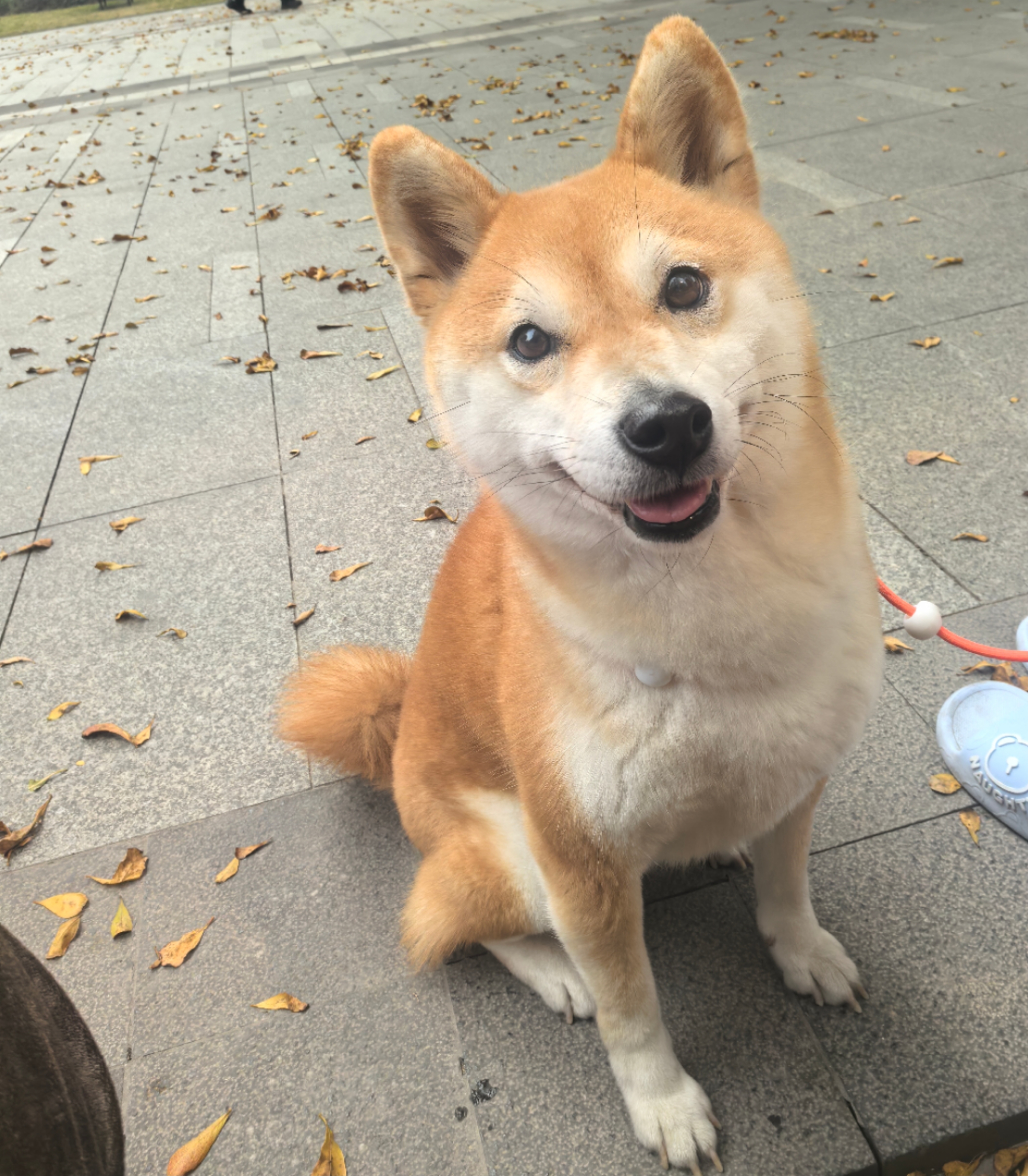 纯福酶解鸡肉泰迪柯基比熊博美幼犬成犬粮冻干小型犬通用型狗粮囤货装 小型犬犬粮7.5kg【5包囤货装】 实拍图