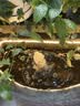 森森 SUNSUN 鱼缸底吸泵潜水立式低水位抽水泵鱼缸循环水泵JGP-1000L 实拍图