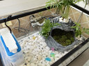 爬将军 乌龟缸特大号 玻璃造景晒台草龟大型养龟箱盆别墅家用生态龟缸 43cm缸【餐一】 双流水晒台8件套 实拍图