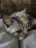 普安特宠物猫咪驱虫药驱虫体内外同驱跳蚤犬虱非泼罗尼滴剂爱滴克 实拍图