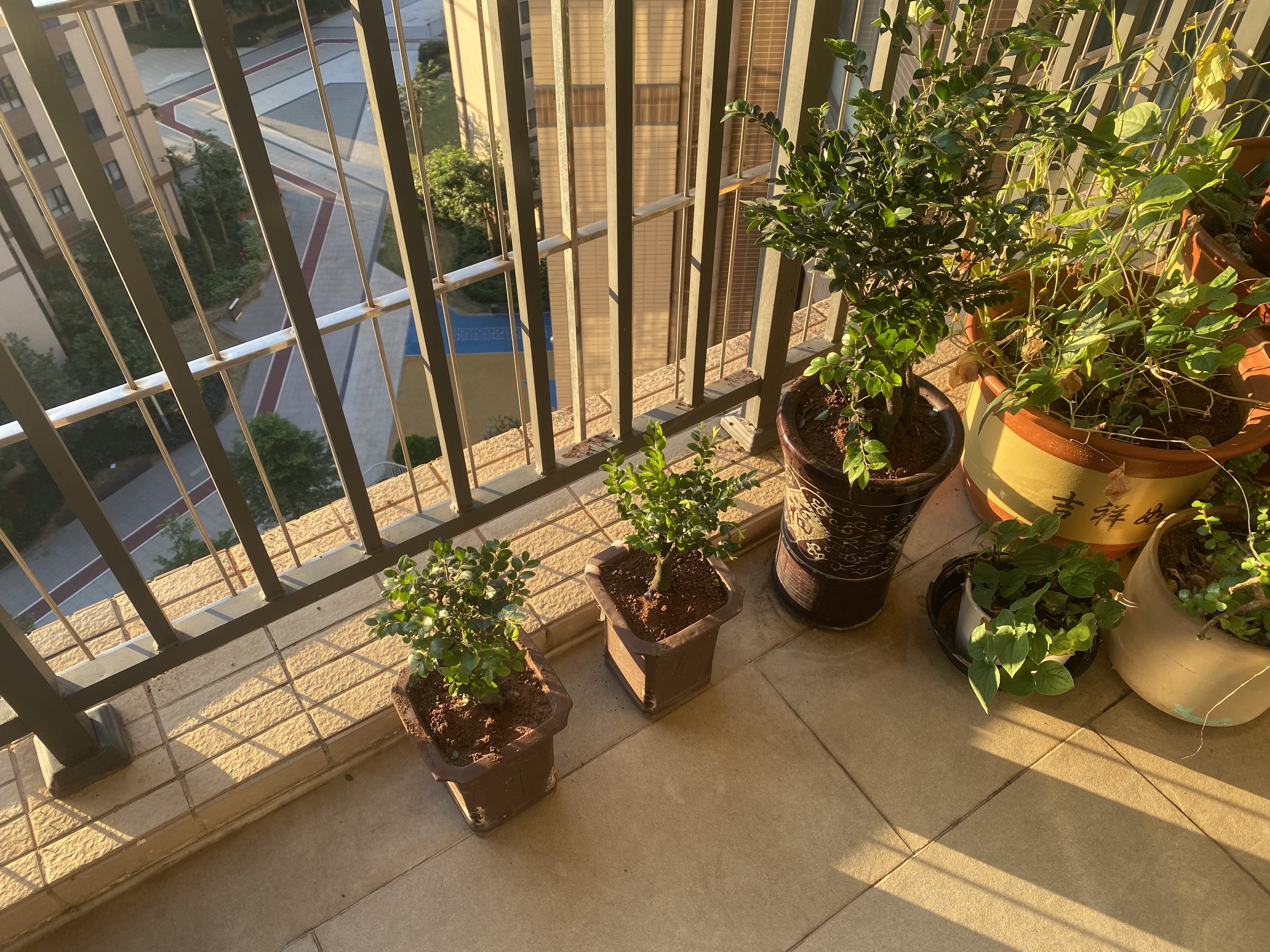 御春阁小叶紫檀树苗黑骨茶室内阳台盆栽花卉绿植耐寒四季常青微景观桩形 老桩5-6根一盆50厘米左右 实拍图