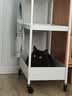 冠能猫粮成猫猫粮鸡肉味3.5kg 全价猫粮 稳固免疫 适口性强 实拍图