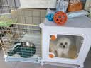 宠趣汇小狗笼子小型犬家用带厕所分离一室一卫狗窝宠物博美比熊泰迪专用 托盘款加深 |71*46*43| 7斤内 基础套餐：狗笼+网架厕所+脚垫+抽屉/托盘 实拍图