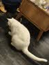 皇家猫粮 绝育成猫粮 SA37通用粮1-7岁4.5KG 实拍图