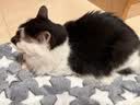HELLOJOY狗垫子狗窝冬季保暖猫垫子宠物冬加厚猫窝睡觉用毛毯猫咪狗狗睡垫 实拍图