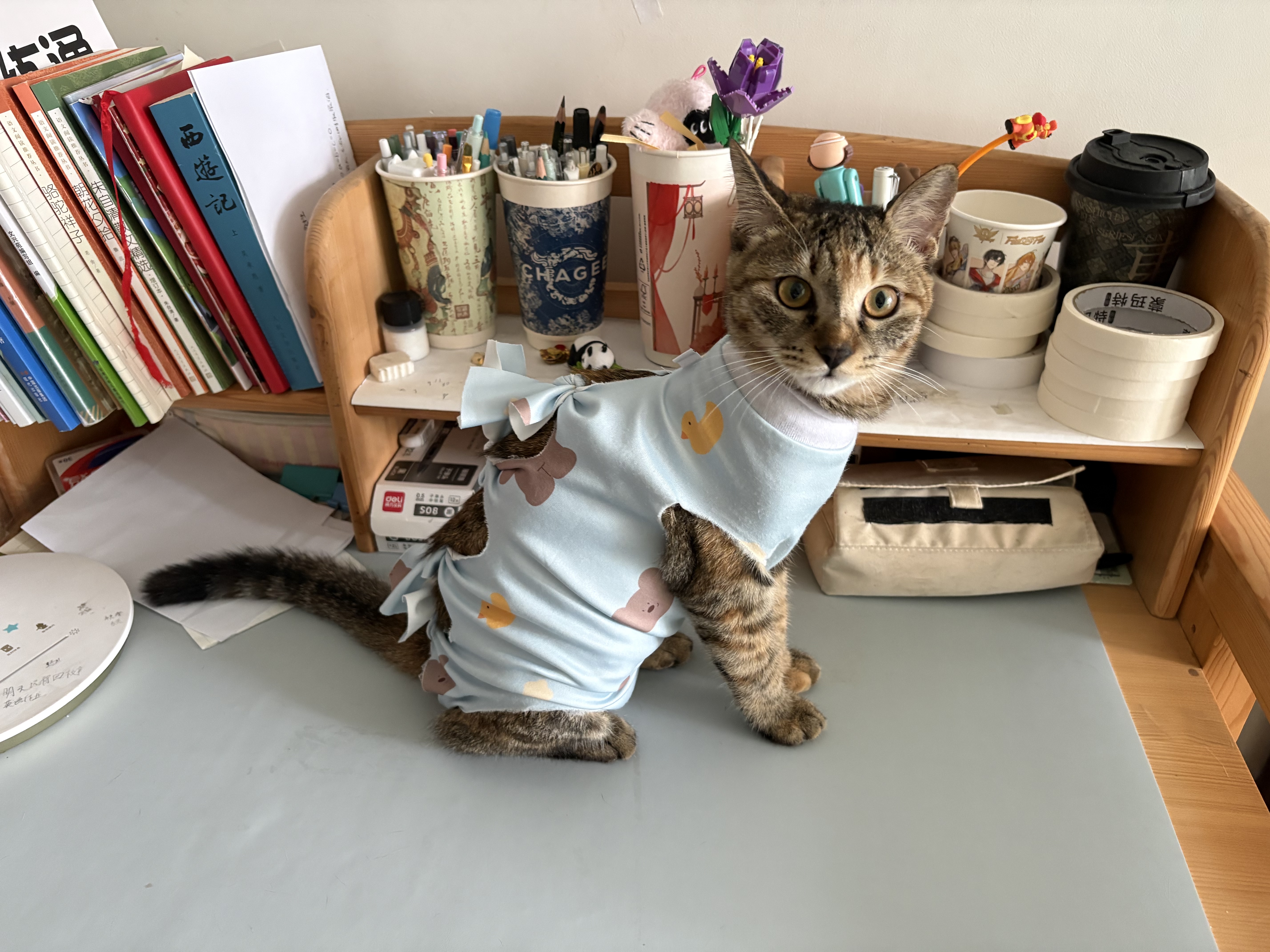 皇家猫粮 幼猫猫粮K36-适用于12月龄50g*3 实拍图