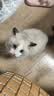 皇家猫粮 幼猫猫粮 幼猫奶糕 K36 通用粮 4-12月 2KG 实拍图
