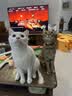 艾禾美（ARM&HAMMER）铁锤美国进口除臭粉猫砂伴侣去猫尿味小苏打除臭剂颗粒567g 实拍图