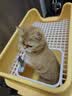 HELLOJOY猫砂盆超大号全封闭浴缸防臭巨无霸猫厕所防外溅幼猫成猫猫屎盆 实拍图