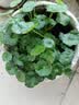 铜钱草水培植物室内办公室桌面盆栽花卉四季常青绿植净化空气懒人 铜钱草带叶子特惠款51-70根+营养液【1份】 不含盆 实拍图