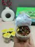 尚封宝茶青钱柳玉米须桑叶茶葛根可搭降压茶高糖高脂礼盒小罐养生茶450g 实拍图