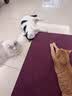 KimPets猫咪航空箱猫包外出便携猫笼子猫箱狗狗托运箱车载狗笼宠物太空舱 蒂安绿S 12斤内猫犬 【加厚耐磨】 送隔尿底板 实拍图