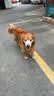 麦富迪狗粮 无谷牛肉双拼狗粮成犬 小型犬中大型犬通用15kg/30斤 实拍图