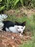 珍鱼堡 猫粮10斤幼猫成猫全价蓝猫流浪猫橘猫全阶段通用型高蛋白 实拍图