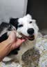 力狼狗粮 纯然金毛阿拉斯加40拉布拉多萨摩耶马犬德牧中大型犬粮 清润凉方｜52%高肉｜鸭肉梨粮40斤 实拍图