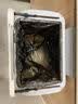五月花压圈垃圾桶家用11L大容量黑色加厚桶身厨房厕所宿舍办公室垃圾桶 实拍图