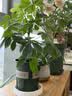 九千谷花盆加仑盆升级款塑料花盆家用园艺种植盆带托盘16*16cm3个装5068 实拍图