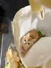 涴喵 纯种宠物猫咪活体金银渐层幼猫全程辅助养猫签订合同双重保障 【金渐层猫】 2026-10-01 - 宠物级 实拍图