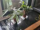 萌肉居发财树盆栽招财花卉绿植常绿桌面植物三杆发财树+早安盆源头直发 实拍图