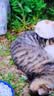 诚实一口P32全价猫粮成猫幼猫低敏轻松蛋白守护肠胃营养试吃尝鲜160g 实拍图