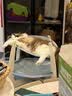 红狗 化毛膏10g 营养宠物狗狗猫咪微量元素维生素去毛吐毛膏化毛球片 实拍图