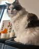 LEGENDSANDY蓝氏全价猫粮幼猫成猫猎鸟乳鸽4.5kg+荒野猎兔4.5kg 实拍图