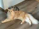 皇家猫粮 成猫猫粮 营养均衡 F32 通用粮 1-7岁 4.5KG 实拍图
