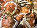【活蟹】湖鲜阳澄 大闸蟹 去绳足重 全母蟹2.0-2.3两 6只 鲜活超大螃蟹生鲜中秋礼盒装 实拍图