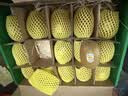 佳沛（zespri）新西兰 金奇异果特大果15粒134-146g猕猴桃中秋节礼品送水果礼盒 实拍图